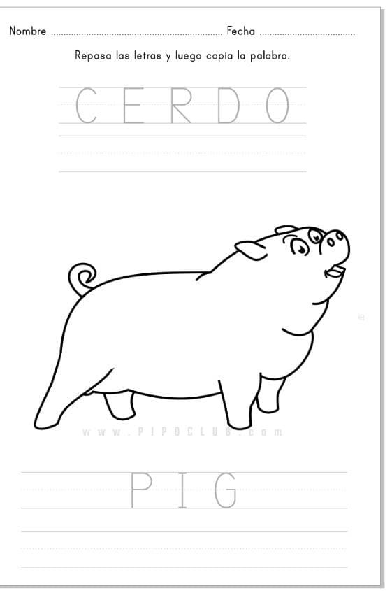 CERDO-PIG