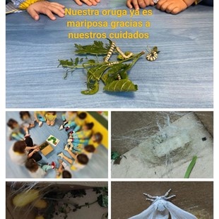 Nuestra oruga se hace mariposa