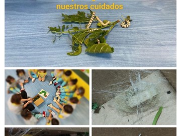 Nuestra oruga se hace mariposa