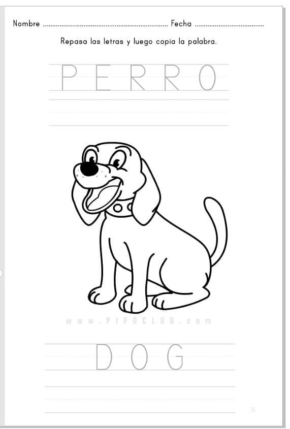 PERRO-DOG