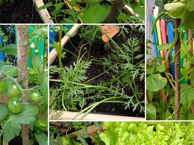 RECOGEMOS LOS FRUTOS DE NUESTRO HUERTO